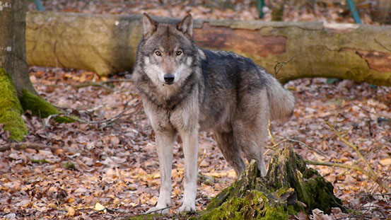 Wolf „SOLO“ alias Senderwolf „ROLF“ alias „BEN“ ist in den Tierpark nach Wolgast umgezogen!