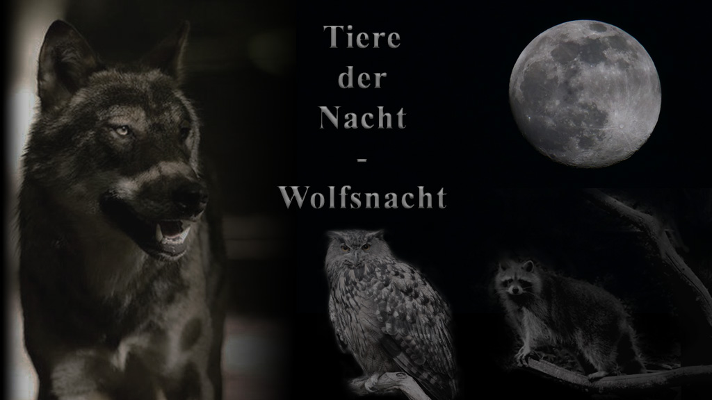 Wolfsnacht – Termine 2024!