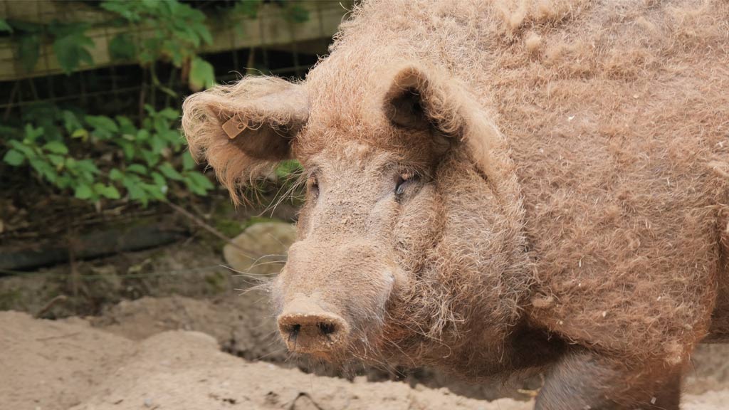 Tier des Monats Oktober´2024 – Wollschweineber KNORKE