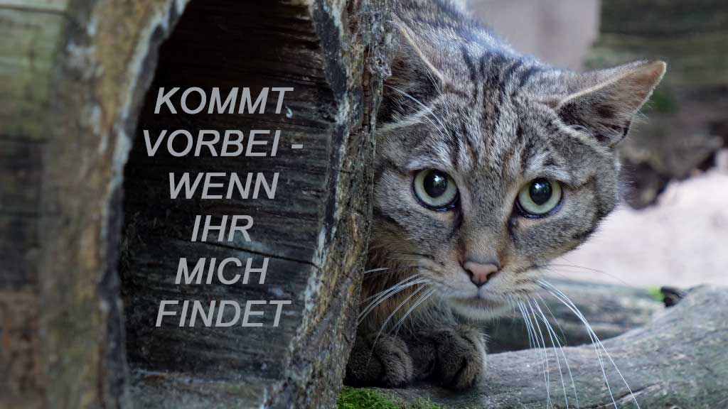 Das “Miau” mit dem gewissen Extra:  Wildkatzen-Beobachtung!