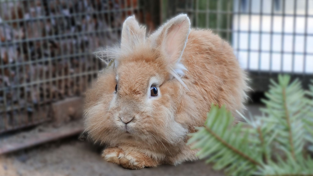 Ostern im Tierpark – Flauschige Ohren, bunte Eier und tierisch gute Geschichten!