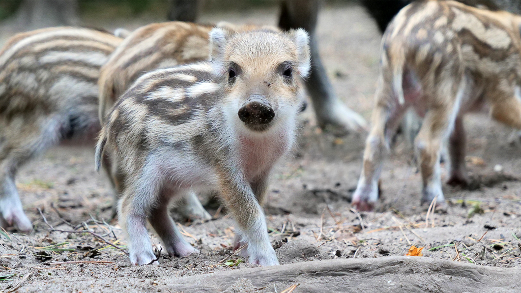 Ganz schön früh für Nachwuchs! Frischlinge in unserer Wildschweinrotte