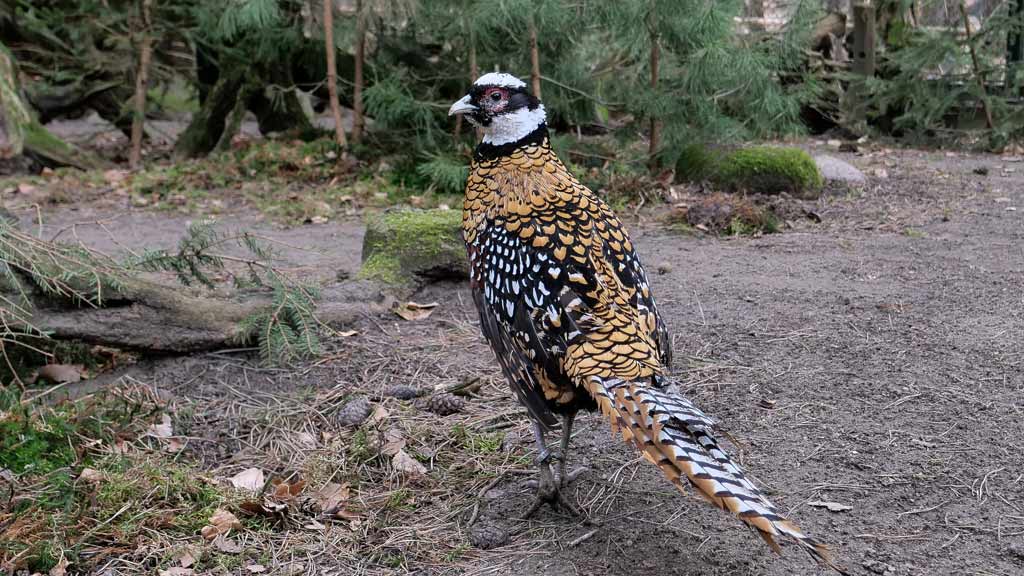 In der ehemaligen Auerhuhnanlage gibt es spannende Neuigkeiten!