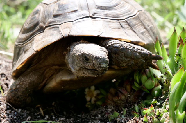 Breitrandschildkröte "LUDMILLA"