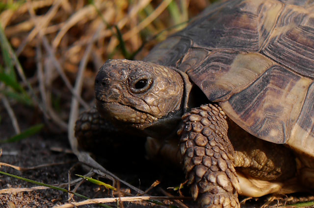 Griechische Landschildkröte "BERTA"