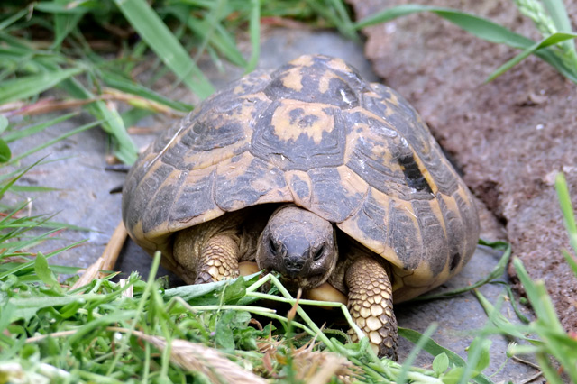 Griech. Landschildkröte "FLOH"