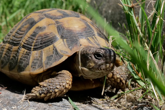 Griech. Landschildkröte "TAENG"