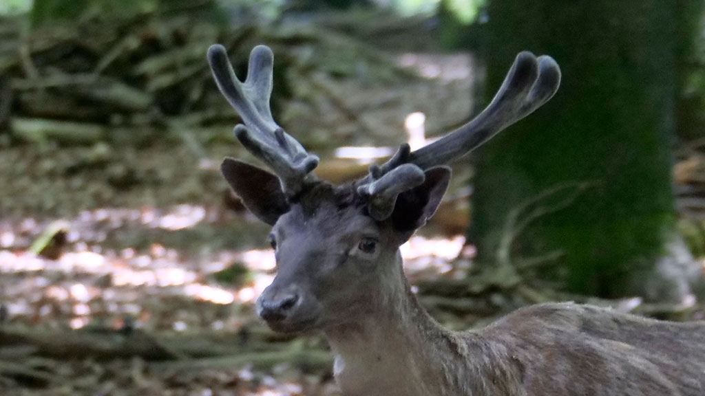 Farbenpracht im Damwildgehege: Neuzugang „Ferdinand” sorgt für eine bunte Truppe!